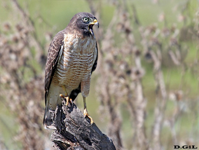 GAVILÁN COMÚN (Rupornis magnirostris) - Rincòn de Vignoli - FLORIDA (Noviembre 2013)